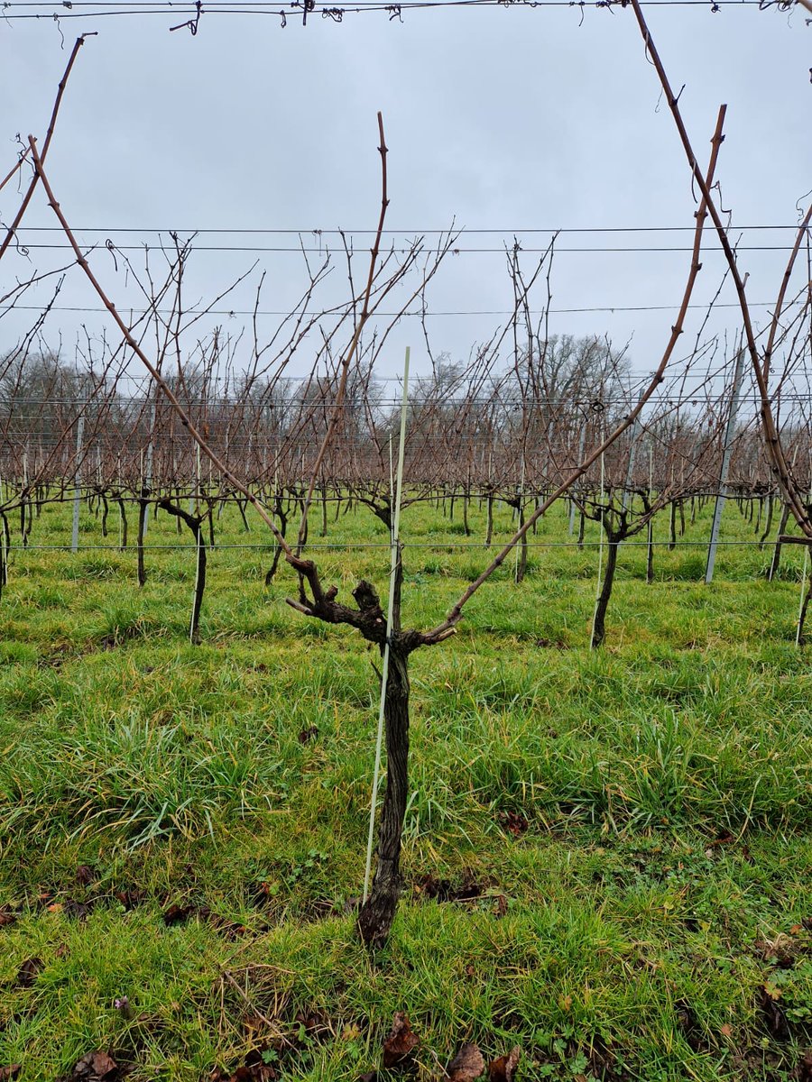 VinescapesUK's tweet image. Beautifully balanced pruning - with respect to sap flow. Our viticulture team use their expertise to ensure a healthy - and productive - vineyard. 

#winterpruning #viticulture #vineyardmanager