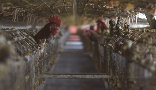 martinparlasca (@martinparlasca) on Twitter photo Animal welfare concerns in developing countries are important. In a new article, <a href="/iknoesslsdorfer/">Isabel Knößlsdorfer</a> <a href="/GezahegnAlemay6/">Gezahegn Alemayehu</a>
<a href="/bec_doyle/">Bec Doyle</a> and I discuss key drivers and recent trends of animal welfare perceptions in these regions. doi.org/10.1093/af/vfa… <a href="/ZEFbonn/">ZEF</a> <a href="/UniBonn/">Rheinische Friedrich-Wilhelms-Universität Bonn</a> <a href="/AnimWelfareSci/">AnimWelfareSci</a> Animal welfare concerns in developing countries are important. In a new article, <a href="/iknoesslsdorfer/">Isabel Knößlsdorfer</a> <a href="/GezahegnAlemay6/">Gezahegn Alemayehu</a>
<a href="/bec_doyle/">Bec Doyle</a> and I discuss key drivers and recent trends of animal welfare perceptions in these regions. doi.org/10.1093/af/vfa… <a href="/ZEFbonn/">ZEF</a> <a href="/UniBonn/">Rheinische Friedrich-Wilhelms-Universität Bonn</a> <a href="/AnimWelfareSci/">AnimWelfareSci</a>