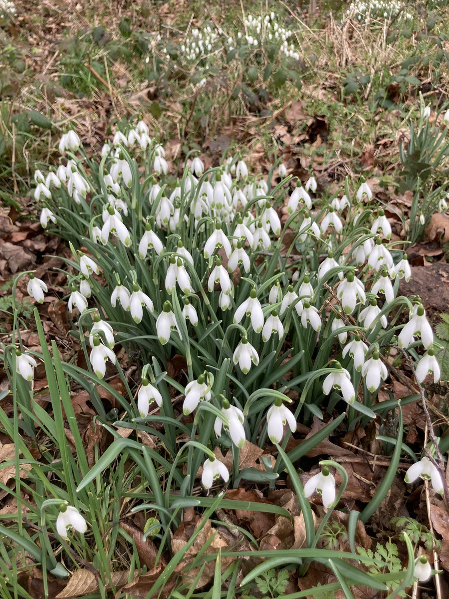 InfocusWestHill's tweet photo. Snowdrops are looking wonderful at West Hill https://t.co/mbHSJtOPgw