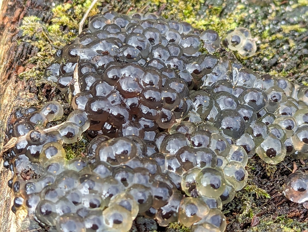 Starting a new series 'Ooze of the day!' today's mysterious gunk is toadspawn! Follow me for more vaguely upsetting pics