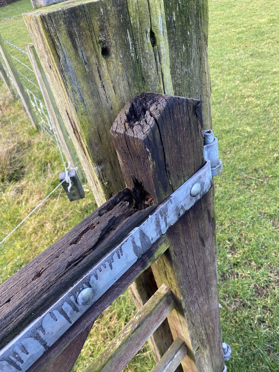 GatePostSign's tweet photo. Self closing gates, strap hinges and a water supply snake for #bumBattenThursday https://t.co/oLXHEJe6u7