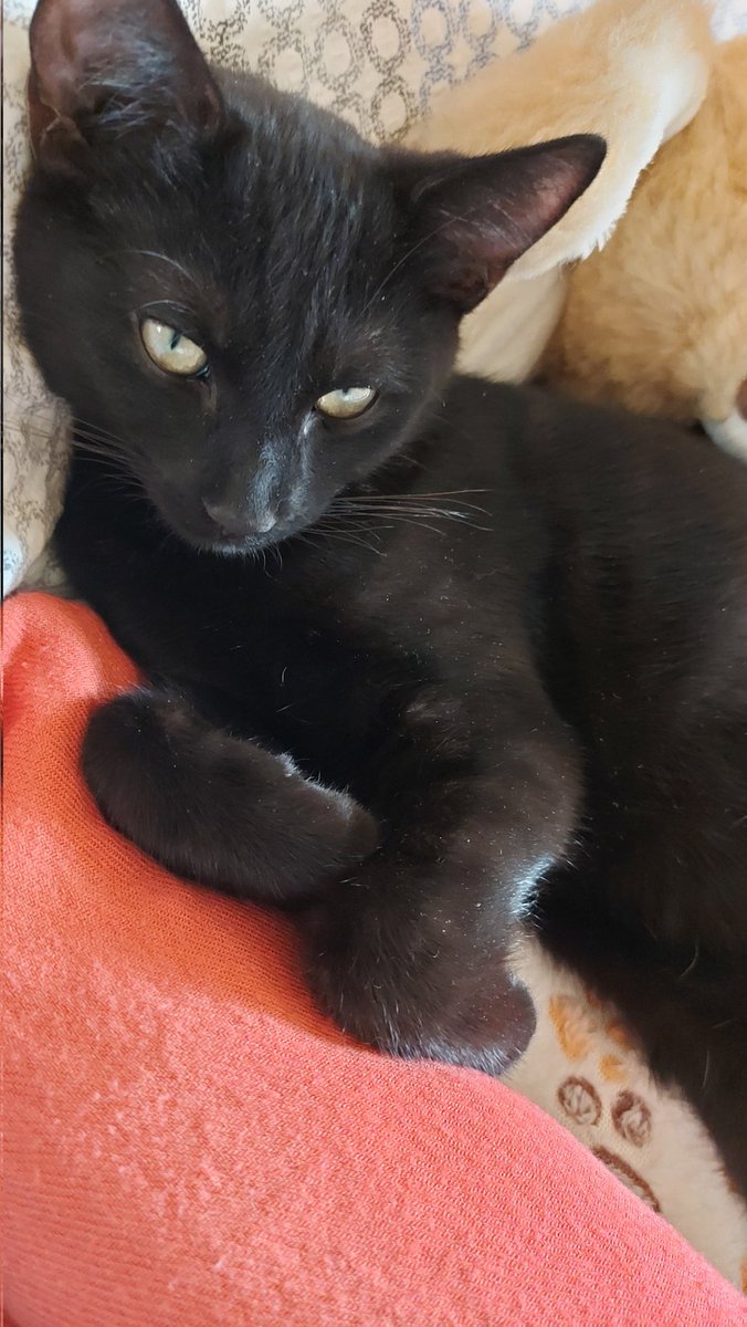 Vancorleve's tweet photo. My little Blacky ❤️ #kitten #blackbeauty https://t.co/zFph0qgAtV