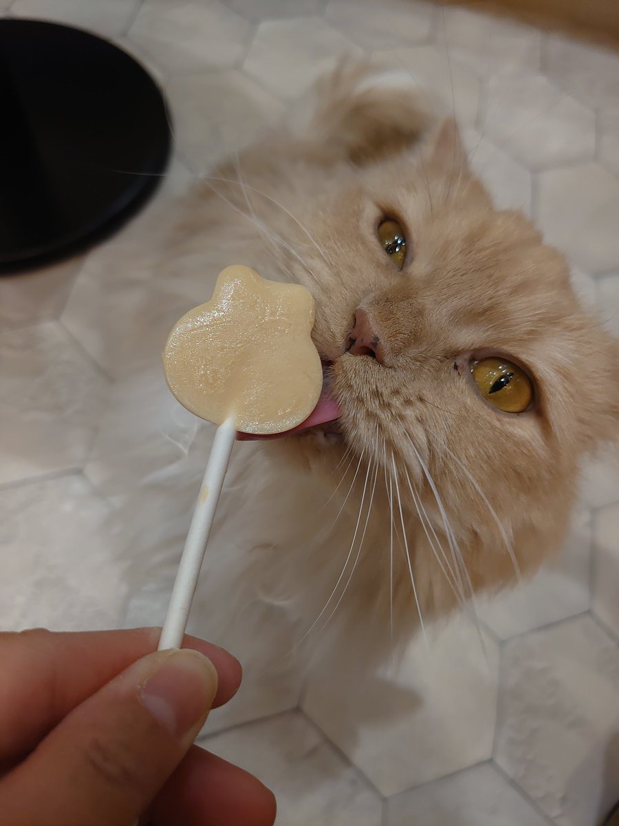 flyiiiiing's tweet photo. 猫カフェ行ってきました
かーわいー❤❤❤ https://t.co/m7smlqhnCP