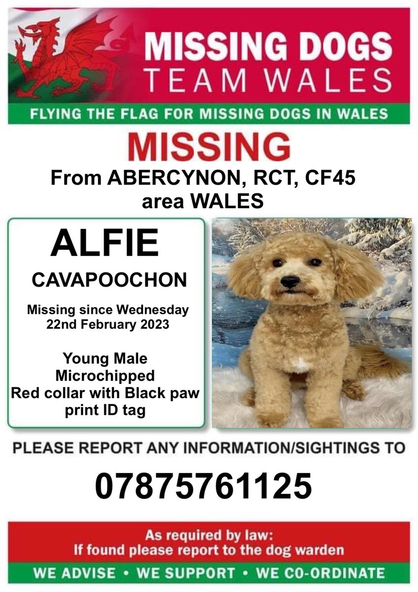 missingdogwales's tweet image. ‼️ALFIE‼️
‼️IS MISSING FROM #ABERCYNON. #RCT, #CF45 area #WALES (near to Trade Centre Wales)
‼️Since Wednesday 22nd February 2023
‼️Young Male #Cavapoochon
‼️Red collar with Black paw print ID tag
‼️Please ring number on poster with any information/sightings