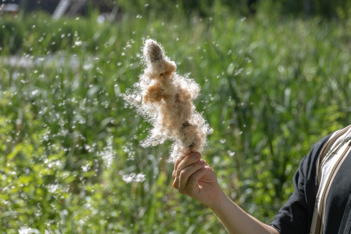 goodnewsfinland's tweet image. #FluffStuff is a plant-based textile filling created from cattail seed hair🌾

Founded by @AaltoUniversity alumni, the material innovation startup aims to make the filling industry regenerative 🤗

ow.ly/ShgM50MZlVJ via #ScandinavianMind @LukeFinlandInt #goodnewsfromfinland