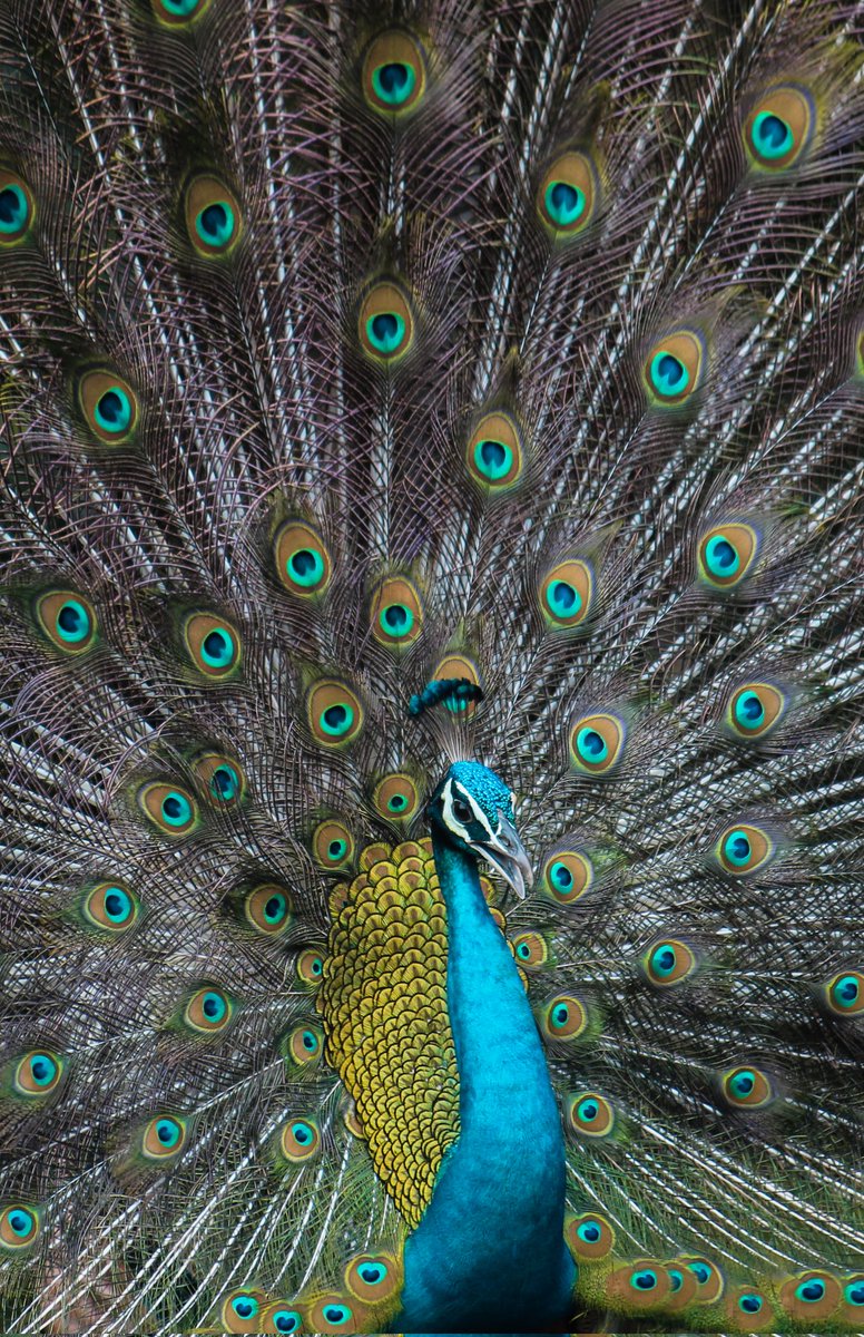 Isuru Ranasingha tweet media