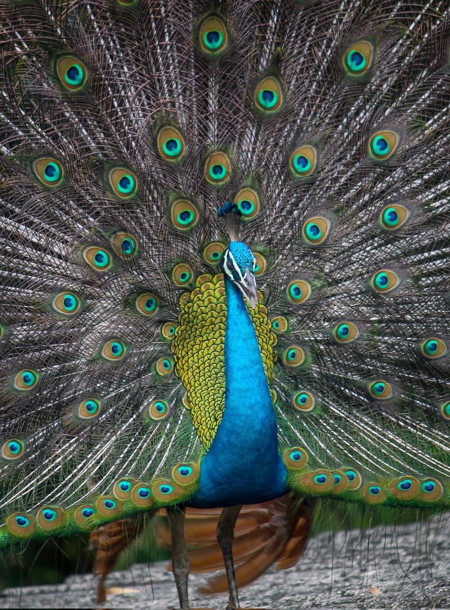 Isuru Ranasingha tweet media