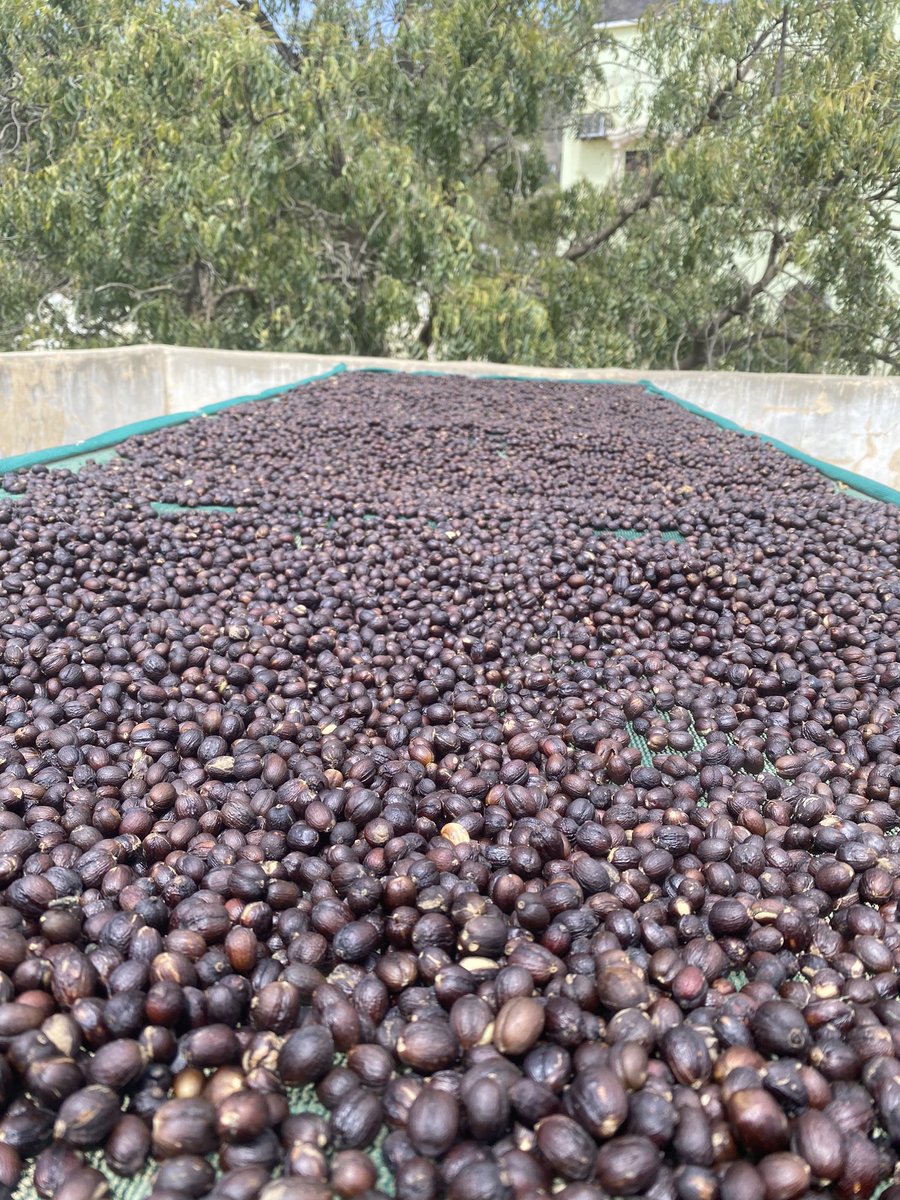 hayyanfarms's tweet photo. تجفيف #القهوة_السعودية المباشر https://t.co/C6apUg7pXF