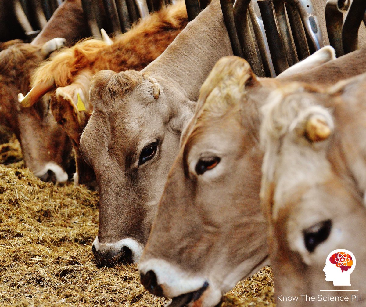 KnowSciencePH's tweet photo. Switching off a gene in animals using a technology called CRISPR can make them produce more muscles, leading to meatier animal food products. Read more from Agriculture Magazine: https://t.co/eFFHIqpAmt

#KnowTheSciencePH #biotech #biotechnology #biotechupdate #crispr https://t.co/mFWznt2jKE