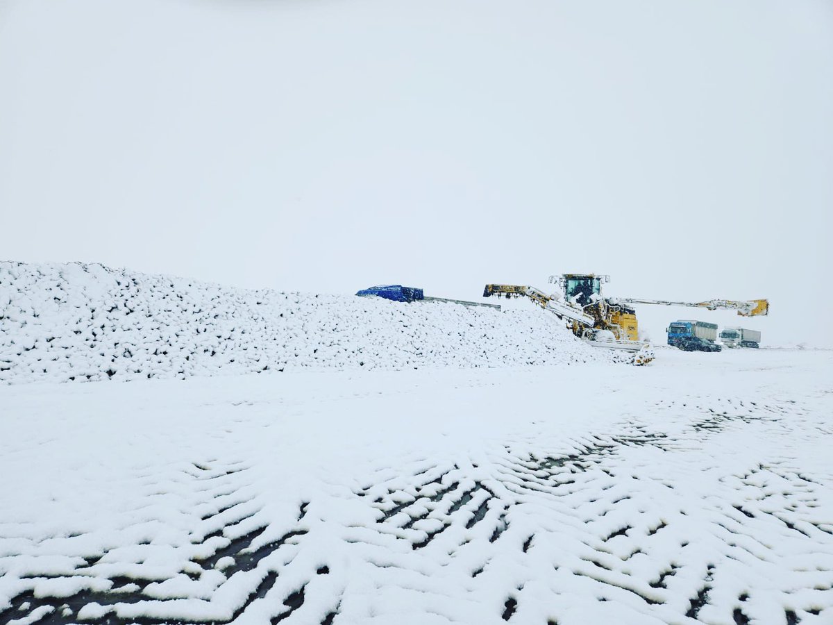 Bajo la nieve, la auténtica fábrica del azúcar: la #remolachaazucarera 🤍🤍🤍
#campo #vida
