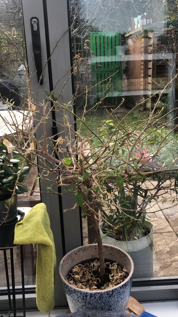 MrsZnooz's tweet photo. @PeopleOfUK @slewisimpson My Bougainvillea looks like Like a dead bundle of twigs every winter! I just give it a bit of water every now &amp; then, v little as it does not have leaves. You’ve can try to cut back one of the larger branches &amp; see if there’s life in it.
Mine is just coming back to life. :-) https://t.co/ikAPEA1nB0