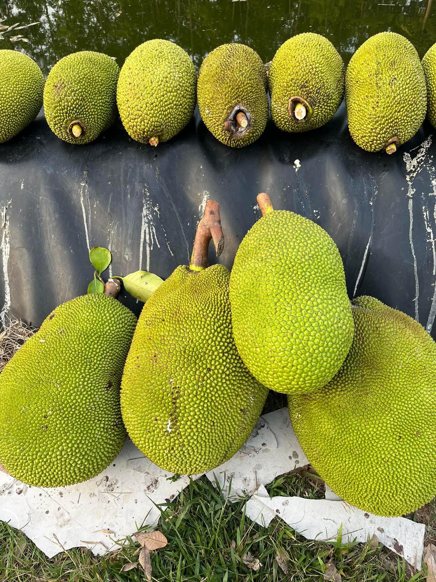 ppkukkai's tweet photo. @BAEKHO_PLEDIS Jackfruit is calling you😂😂 @BAEKHO_PLEDIS   #BAEKHO_2월의근황이_궁금해 https://t.co/6Sj4DlWUMN