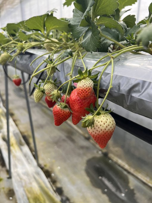 Twitterのコスプレ画像7