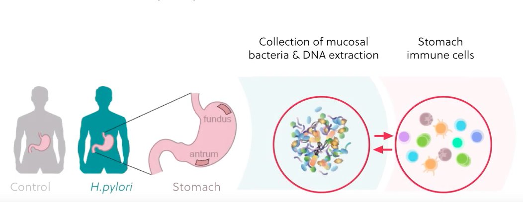 ejvillablanca's tweet photo. Here @Kiaraso, @parijat24, n Shengru took advantage of having access to stomach samples from individuals undergoing sleeve gastrectomy for morbid obesity and screened for the presence or not of Helicobacter Pylori. We got a model of chronically infected asymptomatic individuals! https://t.co/PefWfjZdOj