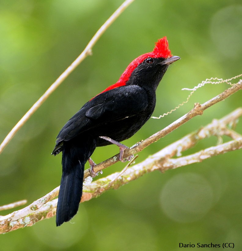 EMUJournal's tweet image. New issue is out now!
Volume 123, Issue 1:
tandfonline.com/toc/temu20/123…

#ornithology #animalbehaviour #conservation