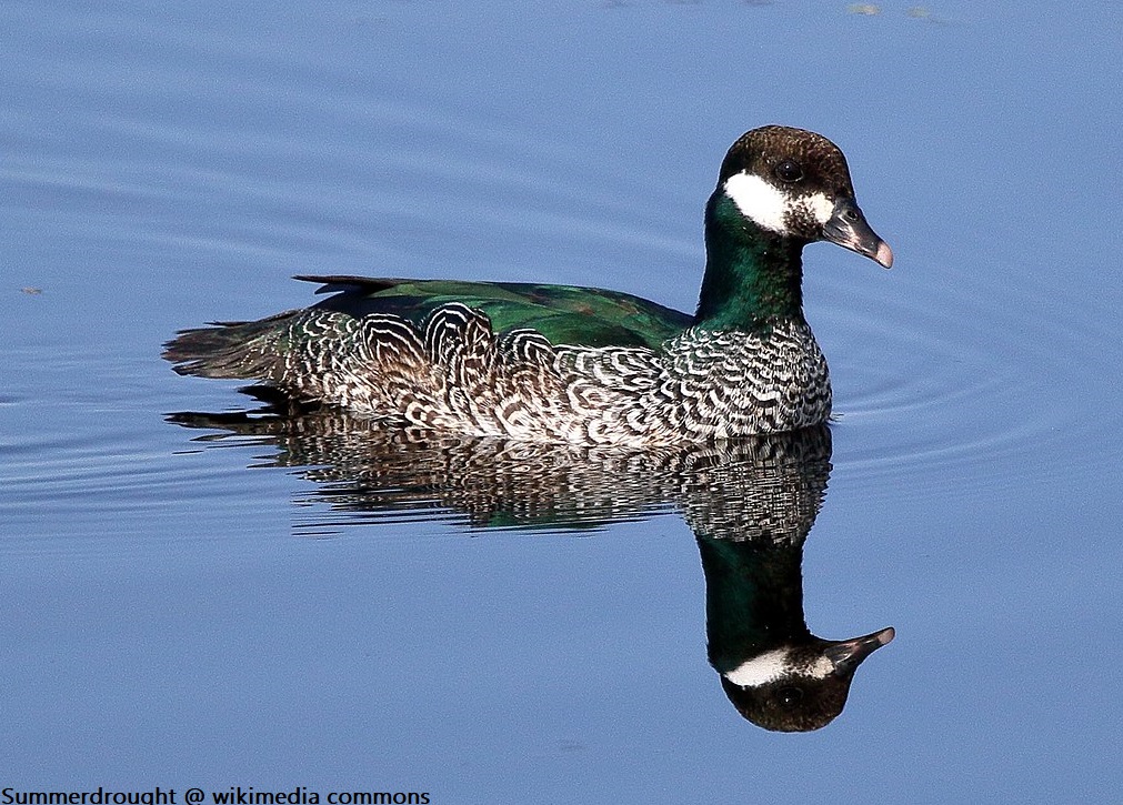 EMUJournal's tweet image. Population genomics and phylogeography of four Australasian waterfowl

tandfonline.com/doi/abs/10.108…

#ornithology #Genomics
