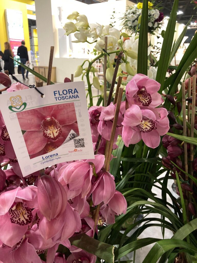 Flora Toscana (@floratoscana) on Twitter photo 