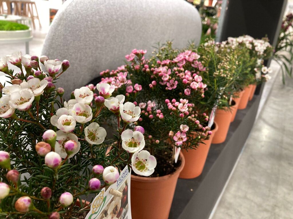 Flora Toscana (@floratoscana) on Twitter photo 