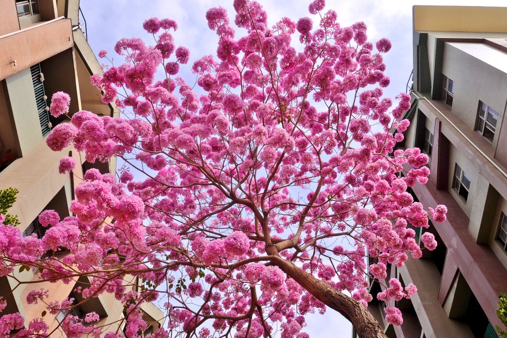 JerWeio's tweet photo. 春天花會開

家附近的小學有一棵盛開中的紅花風鈴木，只有純粹的紅花，沒有綠葉，是否為類櫻花

另外，三月底操場還有桃紅陣雨樹

#紅花風鈴木 #洋紅風鈴木
#春 #風鈴木 #kaohsiungbravo
#kaohsiungstreet 
#lumixgf8 #lumix1232 https://t.co/6ABEHV2Hcp