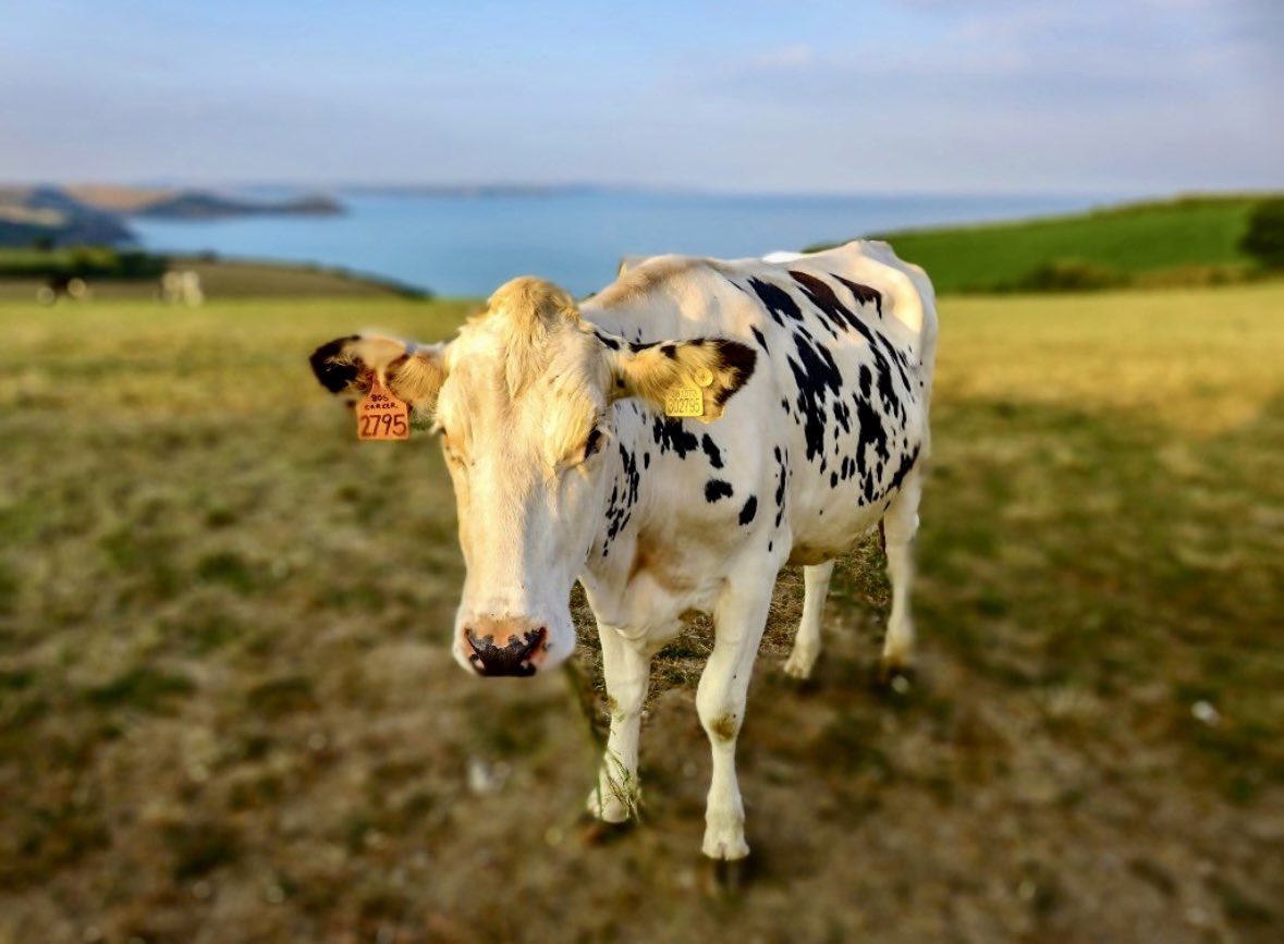 SMartdale's tweet photo. @DailyPicTheme2 Moo with a view #Farm #Cornwall #Pentewan https://t.co/FGxrPZPz3X