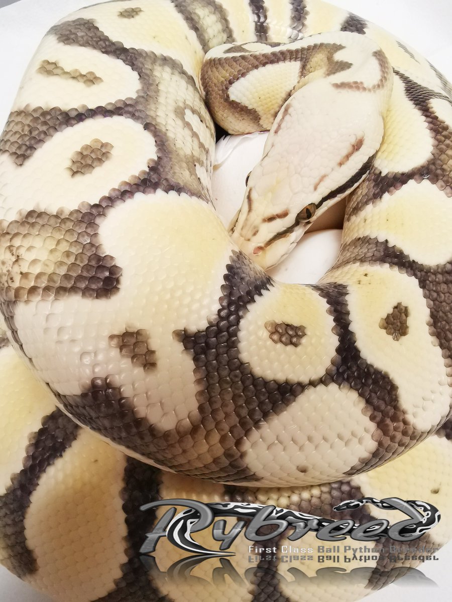 Pybreed1's tweet photo. 0.1 Pastel Gravel or YB Desert Ghost _ cb20

#ballpython #ballpythons #ボールパイソン #クリスタルスパイダー #蛇 #ヘビ #pythonregius #snake #snek #snakelover #desertghostballpython #königspython #royalpython #Python #reptile #reptiles #gravelballpython #yellowbellyballpython https://t.co/w5eBJ9NpTV