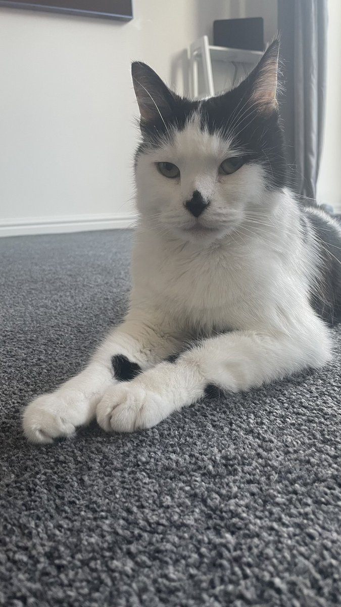 FPGandCrew's tweet photo. I’m one proud kitty, and don’t you know it!!!
#catsoftwitter #oreocat #chilledhousecat https://t.co/1gVS86HmnA
