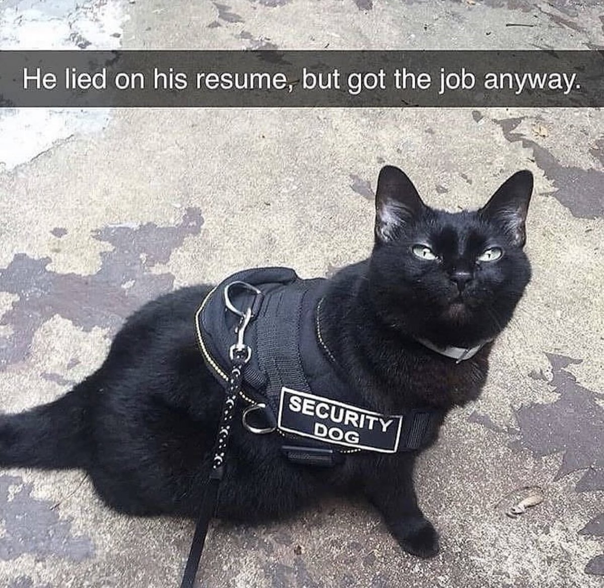 Posts Of Cats tweet media