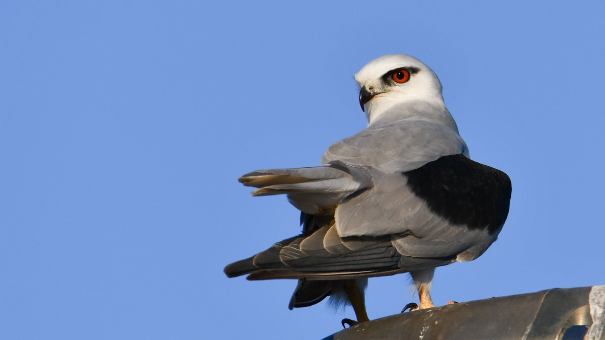I usually don’t share bird photos on main, but check out my raptor friend ❤️

 🐦 Black-shouldered Kite, Elanus axillaris

#BirdsSeenIn2021 #Australia #OzBirds #Mallee #raptor