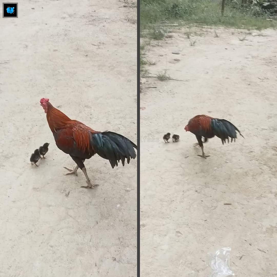 Askrlfess's tweet photo. [askrl] baru kali ini lihat anak ayam diasuh sama bapak ayam. Ibu ayamnya kemana? https://t.co/E6lZP7QVXp