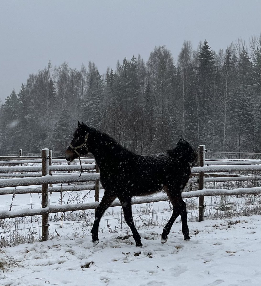 MarjoPuumala's tweet photo. Varsakuumeeseen lääkkeeksi Gabrielle Tie I.Googoo Gaagaa E.Fairytale Sisu Ei.Cantab Hall emä Hulken Sisun sisko, emälinjaa kelpaa katsella. Tämä on hieno! Voin jäädä mukaan kimppaan itsekin, tai sitten tämän voi ostaa kokonaan omakseen. #ravit #hevoskasvatus #blackhorserehut https://t.co/lJAwmWEBEq