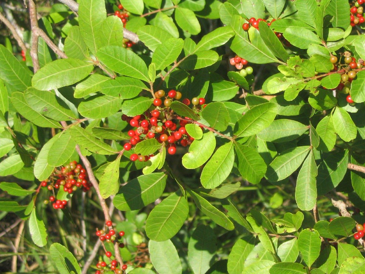 UFIFAS_IRREC's tweet photo. Brazilian peppertree is one of Florida’s most invasive plants. The tree invades more than 700,000 acres of Florida’s landscape. 

#NISAW #NISAW2023 #MinteerLab #QuinnLab #BioControl #UFBiocontrol https://t.co/OgdI1ajz9M