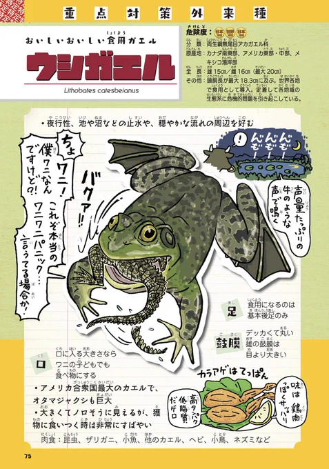 ウシガエルアメリカナマズソウギョウチダザリガニどれも、食用で美味い!と導入されるも日本の食卓に定着せず結局外来種として問題になっている生きもの達。で、最近話題のコオロギはと言うとフタホシコオロギヨーロッパイエコオロギどちらも外来種。イヤな予感が!イヤな予感がするよ! 