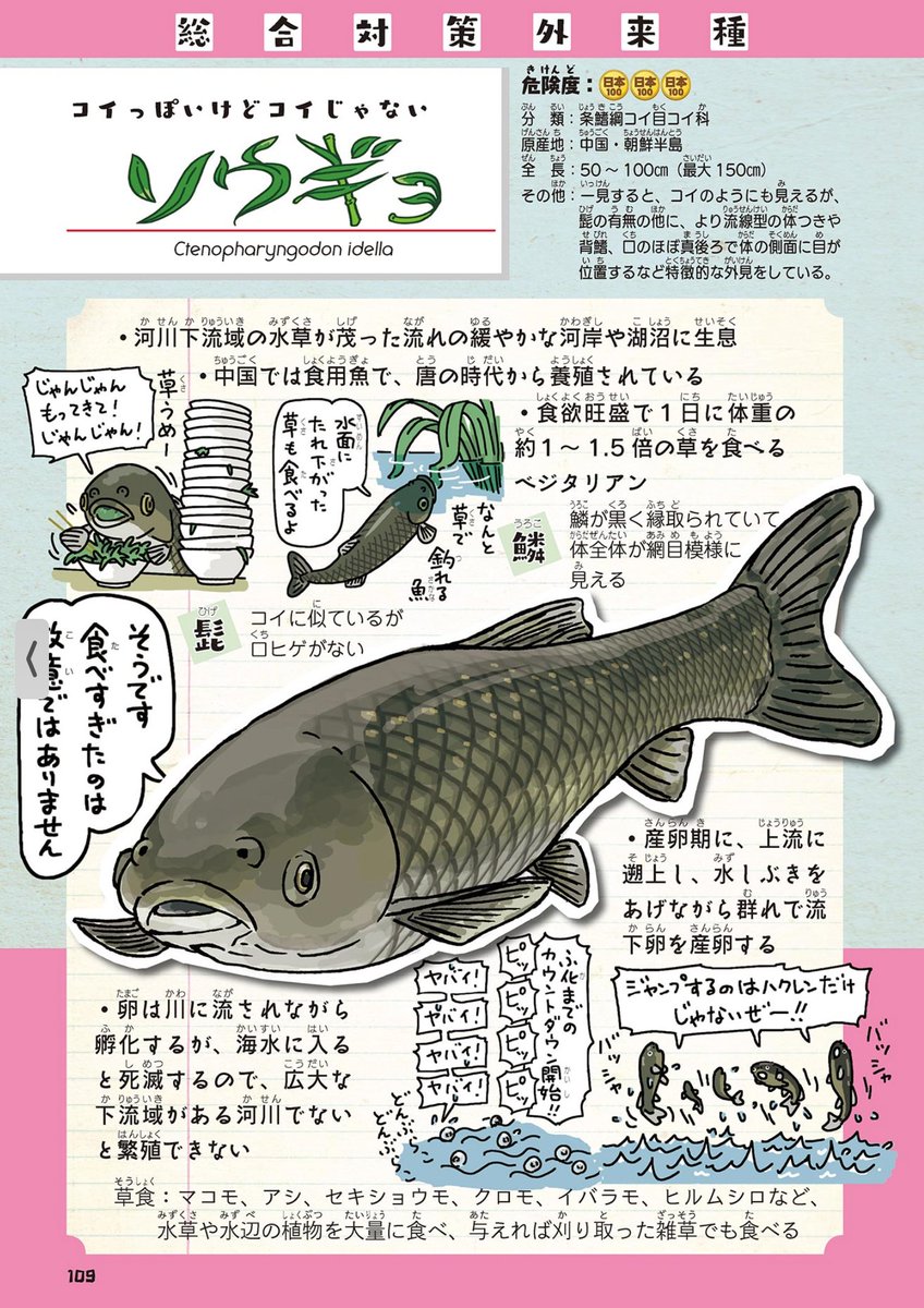 ウシガエル
アメリカナマズ
ソウギョ
ウチダザリガニ
どれも、食用で美味い!と導入されるも日本の食卓に定着せず結局外来種として問題になっている生きもの達。
で、最近話題のコオロギはと言うと
フタホシコオロギ
ヨーロッパイエコオロギ
どちらも外来種。
イヤな予感が!イヤな予感がするよ!