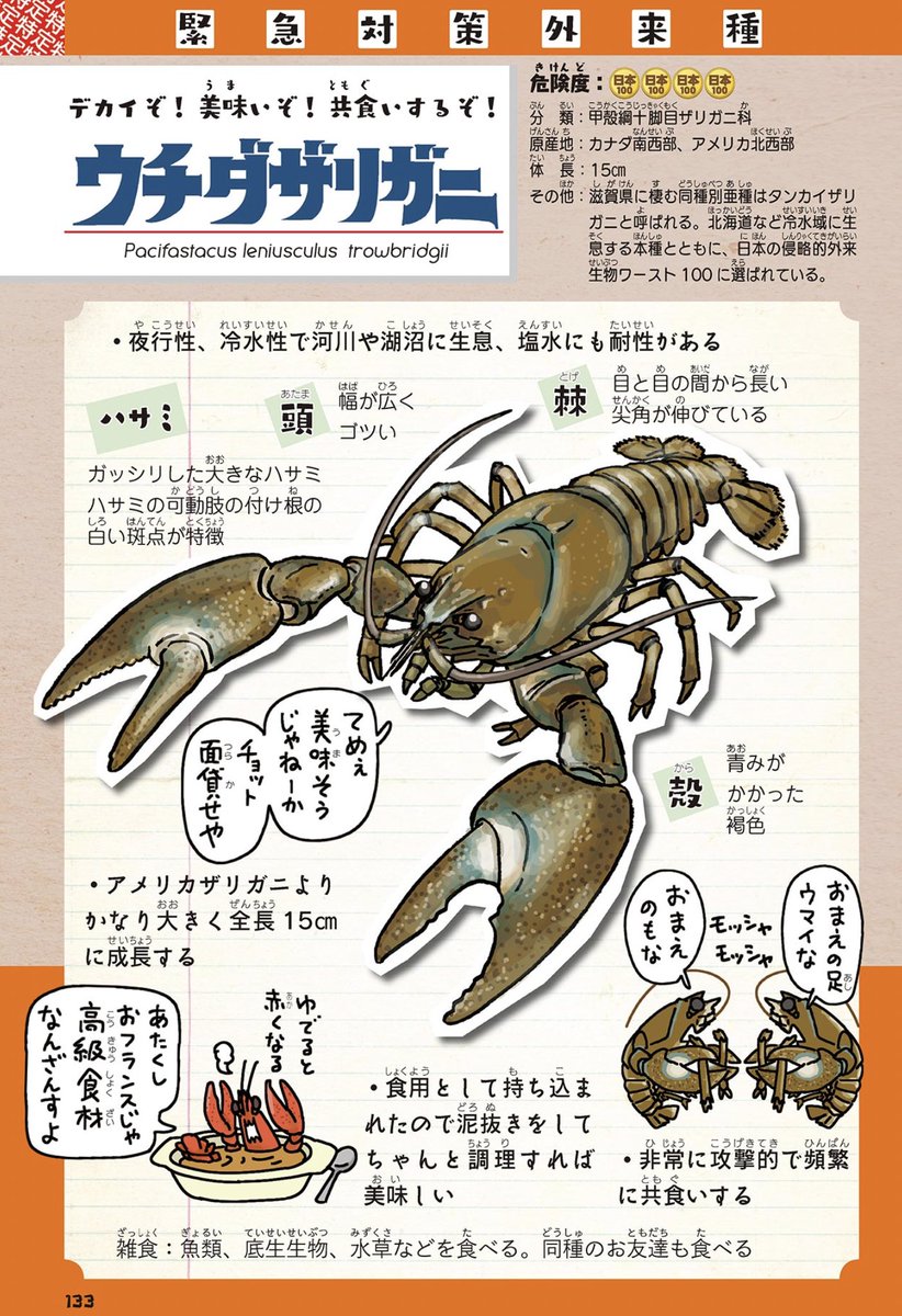 ウシガエル
アメリカナマズ
ソウギョ
ウチダザリガニ
どれも、食用で美味い!と導入されるも日本の食卓に定着せず結局外来種として問題になっている生きもの達。
で、最近話題のコオロギはと言うと
フタホシコオロギ
ヨーロッパイエコオロギ
どちらも外来種。
イヤな予感が!イヤな予感がするよ!