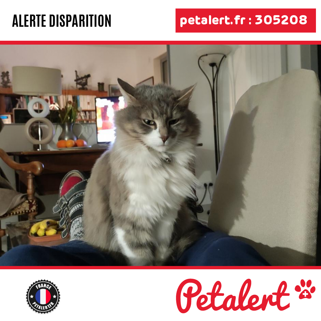 petalert_france's tweet photo. Disparu #Chat #Savoie #Chambery #Petalert #PetAlert73 / https://t.co/8PSZCJTZ5e https://t.co/gaKMzeqjhX
