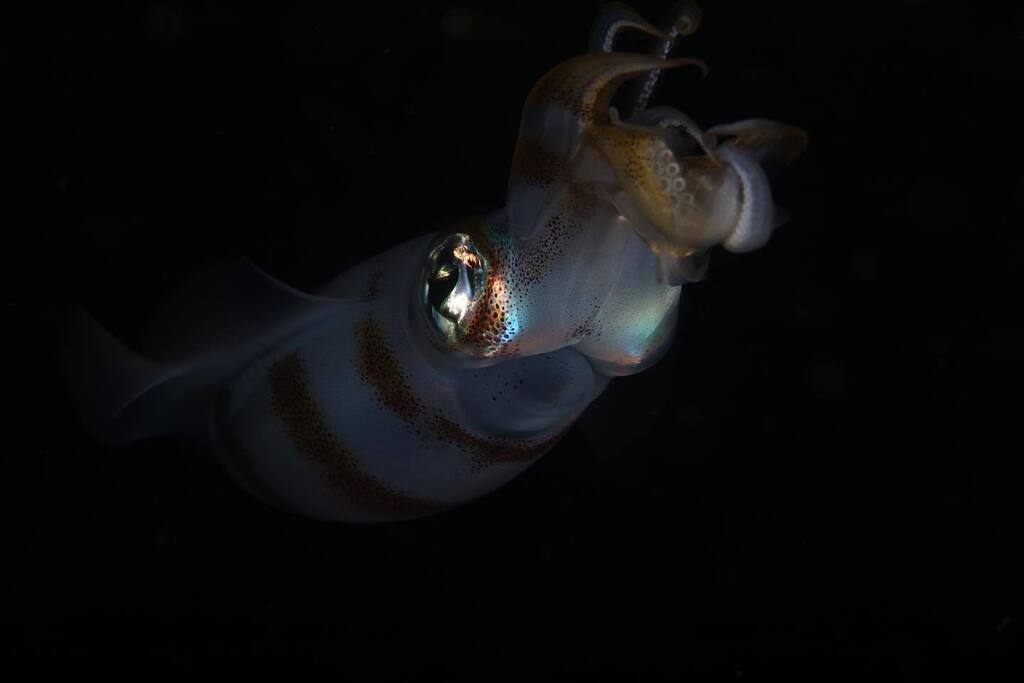 manfromkrypton's tweet photo. On our first night dive on the southern raja Ampat islands, I swam out to the blue and found this squid. I didn’t have the right camera to get it so I asked @underwaterapertures to take this for me. This set the pace and mood for the rest of the 10 day t… https://t.co/JSPqgqdoq5 https://t.co/8jz90VgcM7