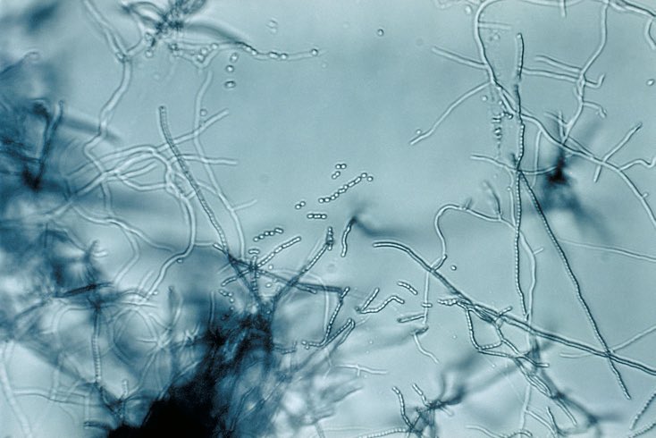 Alexny_85's tweet photo. El olor del aire en el campo cuando llueve se debe a la geosmina, una sustancia emitida por ciertas bacterias cuando la tierra se humedece. 

¡Podemos detectarla en cantidades ínfimas, un probable efecto evolutivo para ayudarnos a encontrar agua! https://t.co/8EcXM0QFJy