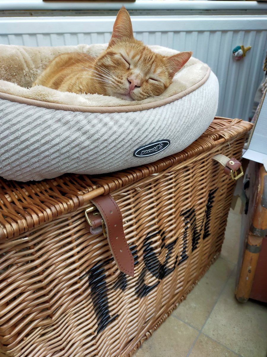 samantha elmhirst tweet media