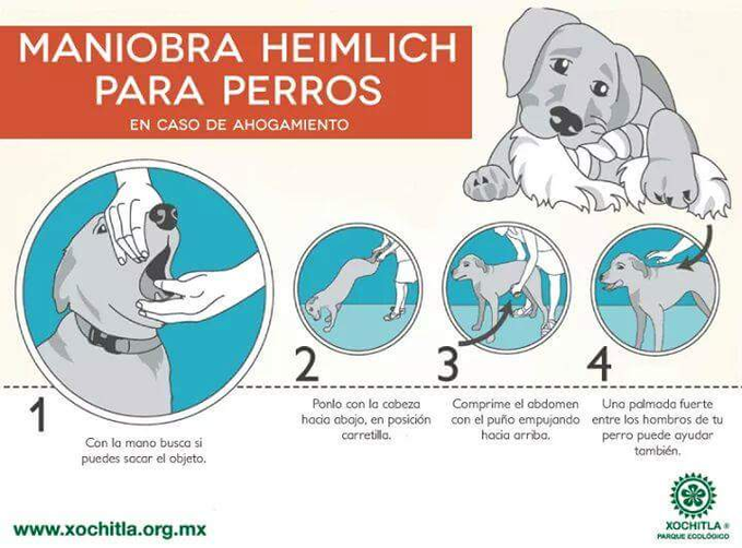 MadridJuventud's tweet photo. ¿Conoces la maniobra Heimlich para perros🐶?
¿Quieres poder salvar a tu #perro si se come algo y no le deja respirar?
👉Aquí tienes la información para que sepas actuar en caso de ahogamiento.
#MadridEsJuventud #oijmadrid #oijinforma #animales #SalvaVidas #CuidaTu #MASCOTA https://t.co/YXoKzr6rYZ