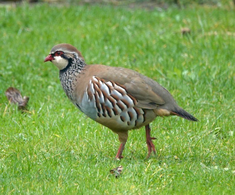 Interesting visitor to our garden this morning ..look at that plumage  #redleggedpartridge #frenchpartridge #partridge #gamebird #gamebirds
