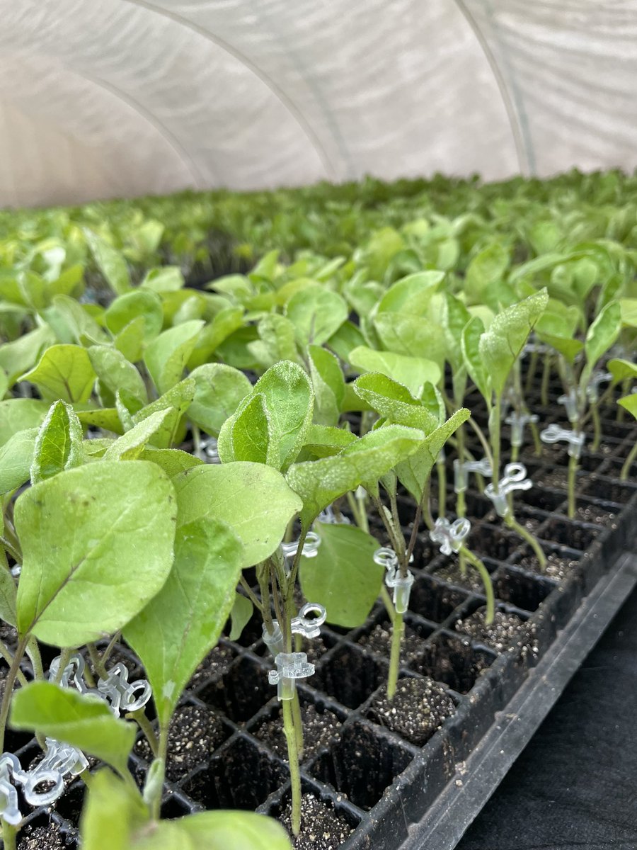 kani297's tweet photo. ナス接木、ピークを迎えましたー💦

#癒しの多肉植物 https://t.co/VOf424pBN5