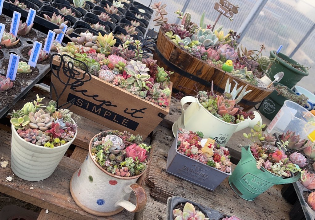 kani297's tweet photo. ナス接木、ピークを迎えましたー💦

#癒しの多肉植物 https://t.co/VOf424pBN5