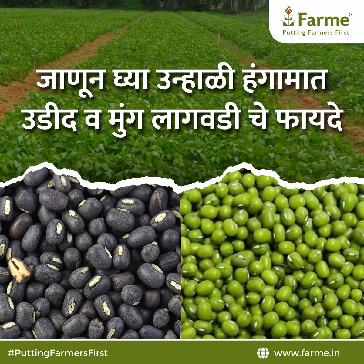 farmeofficial's tweet photo. पीकाचा काळ कमी, सोबत नफ्याची हमी !
जाणून घ्या उन्हाळी हंगामात उडीद व मुंग लागवडी चे फायदे.

अशाच पिकांच्या अधिक माहितीसाठी @farme ला फॉलो करा आणि तुमच्या  शेतकरी मित्रांना शेअर करायला विसरू नका.
#summercrops #greengram #blackgram #summers #puttingfarmersfirst #pesticide https://t.co/m1ARDjdvy5