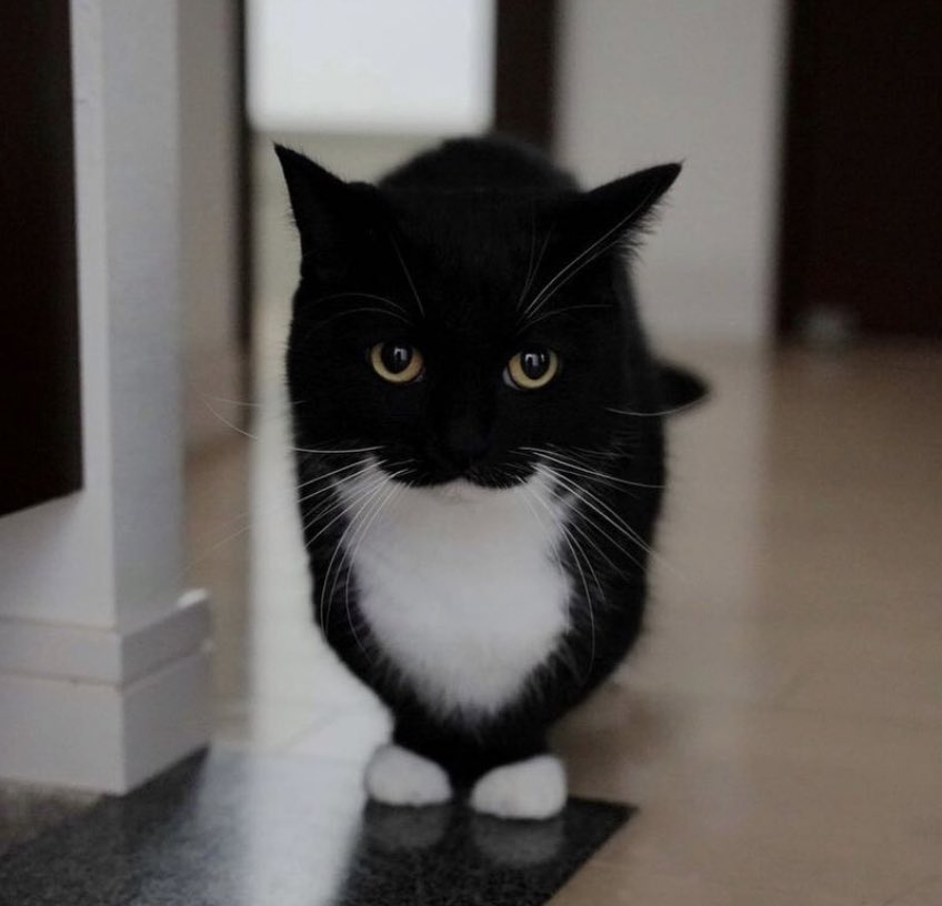 lukeisakidd's tweet photo. The slightly sardonic stare of an intj https://t.co/Dzk1sQD37x