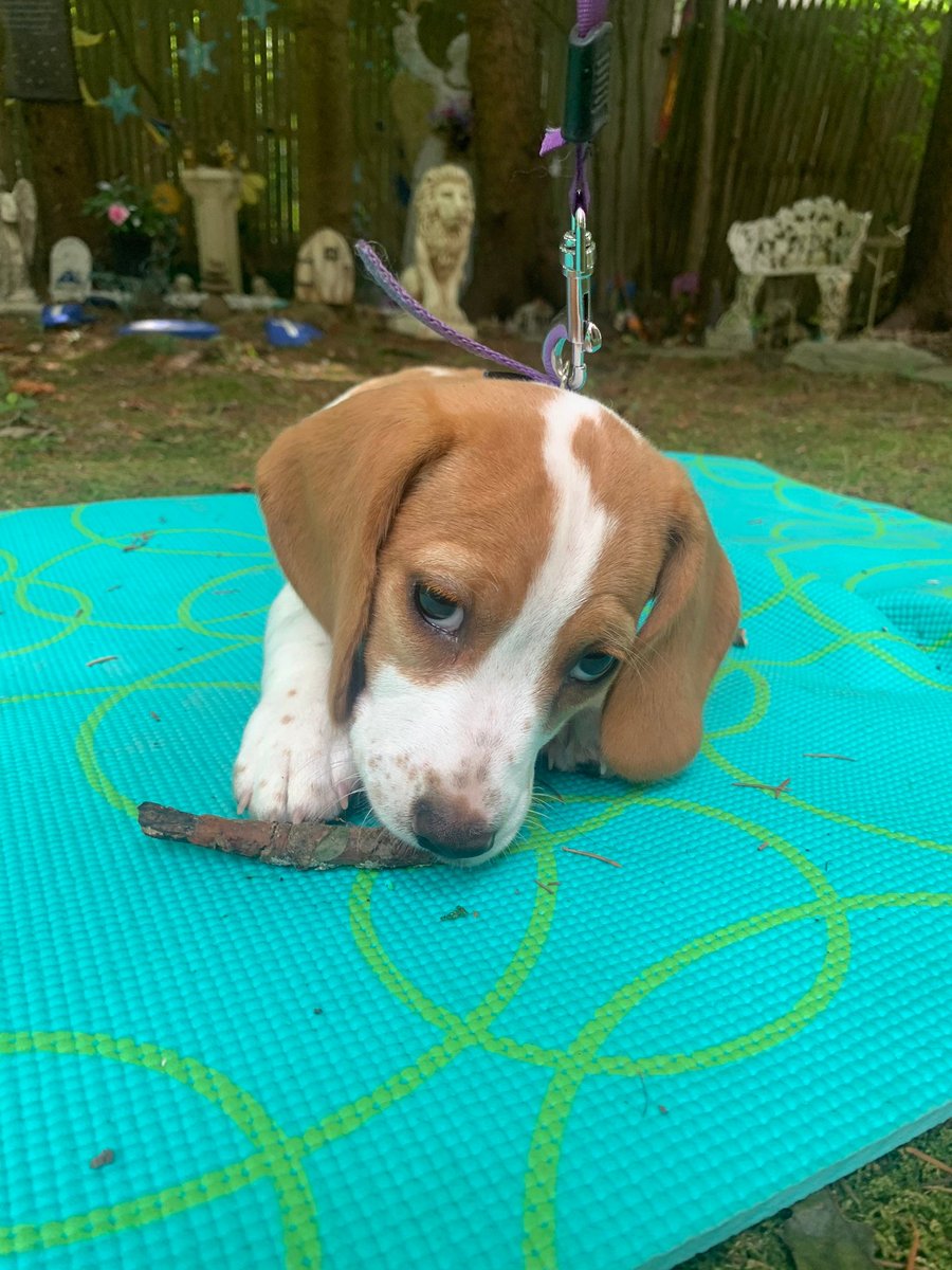 clydesfeed's tweet photo. Research your pet and breed before you adopt. Make sure their needs fit in with your family’s lifestyle.

Bonnie the Beagle clearly fits into her mom’s lifestyle by doing some yoga! https://t.co/ZPupDw2grb