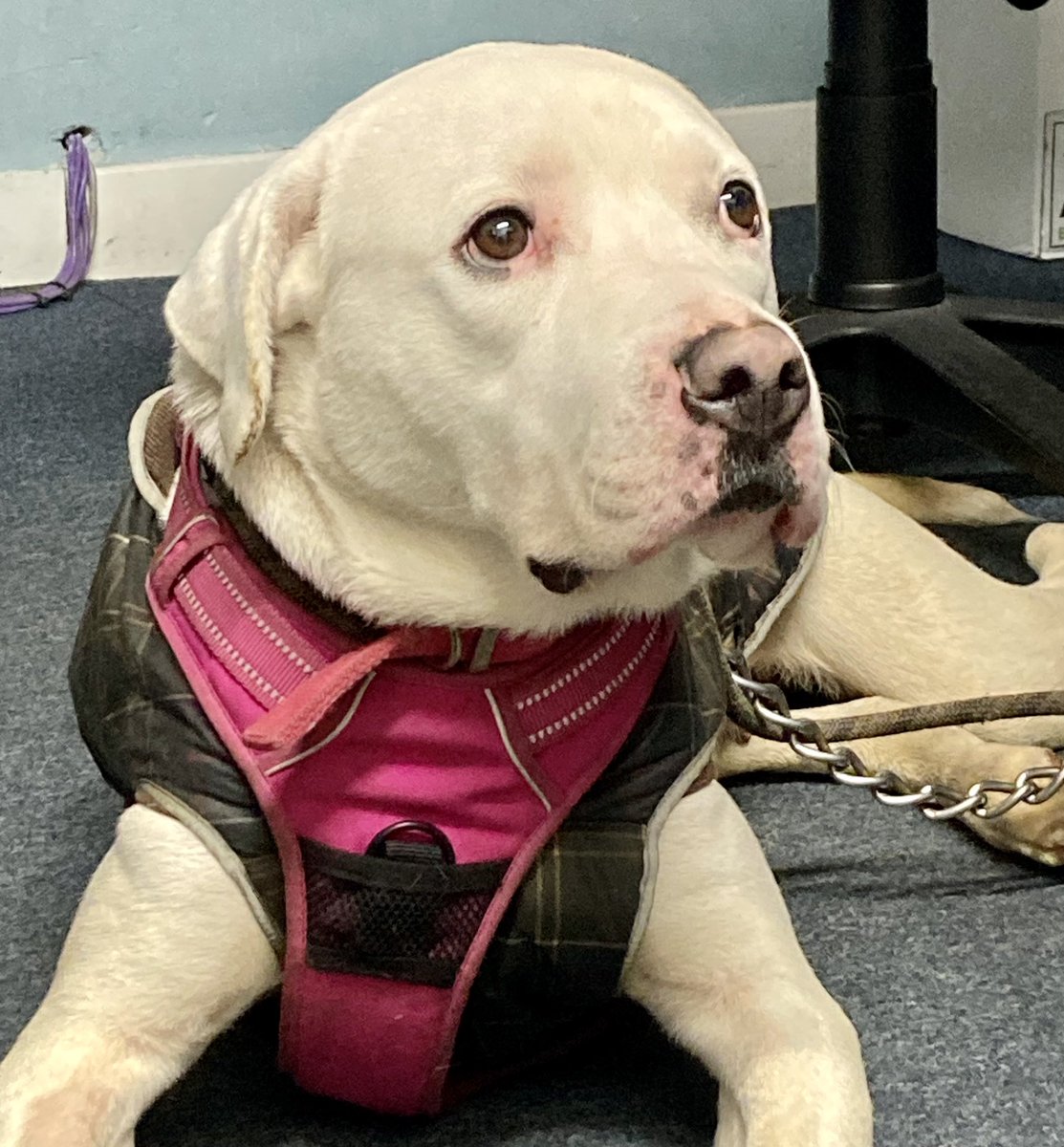 StrayAidDogs's tweet photo. Is there any hope for Hope? Nearly quarter of a million people saw @DurhamCityCops post about her day out at the police station, and, she is still here 😢Please share with your rescue networks and let’s get her a home 🏡🐕 #RescueDogs #Mastiff #HopeForHope https://t.co/F6zd8mhuHD