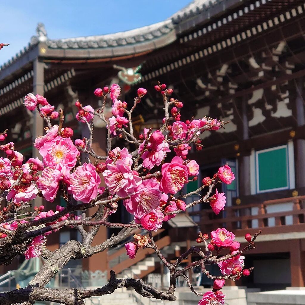 landfes_web's tweet photo. #智積院 #寺 #temple #梅 #ume #京都 #kyoto #2023 https://t.co/wvfnDM8LR0 https://t.co/cThGTuwMVe