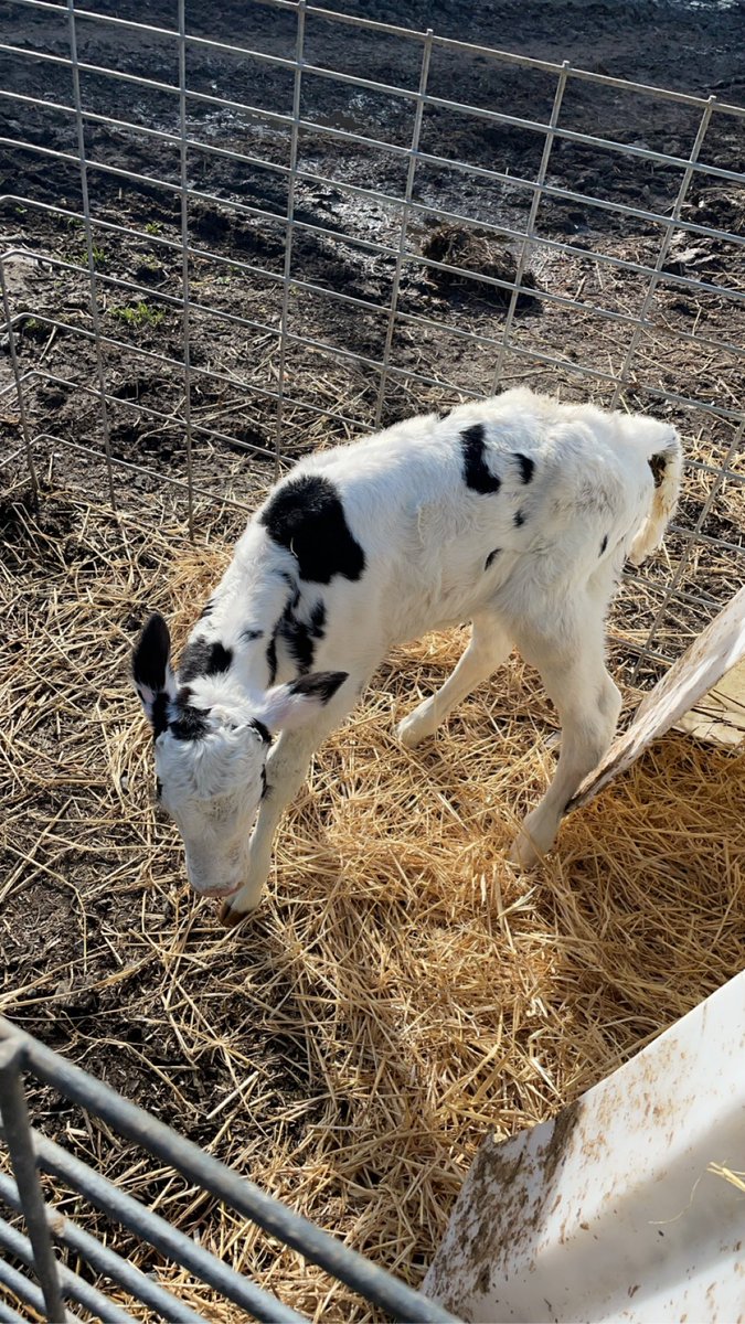 2 Stanton’s chiefs! Tubbertoby Chief Paradise and Tubbertoby Chief Liz. From old families on the farm, Paradise’s and Luxury’s.