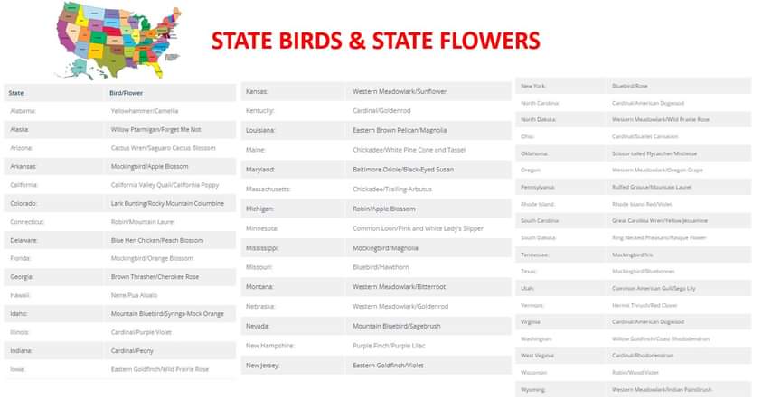 MattStarrFineA1's tweet photo. I am working on a painting collection of the state birds and state flowers for various states. I need your help, which states do YOU think I should paint their state bird and flower?
#mattstarrfineart #statebirds #stateflowers #bird #birds #animals #wildlife #flower #flowers https://t.co/hrI08Cbqhe