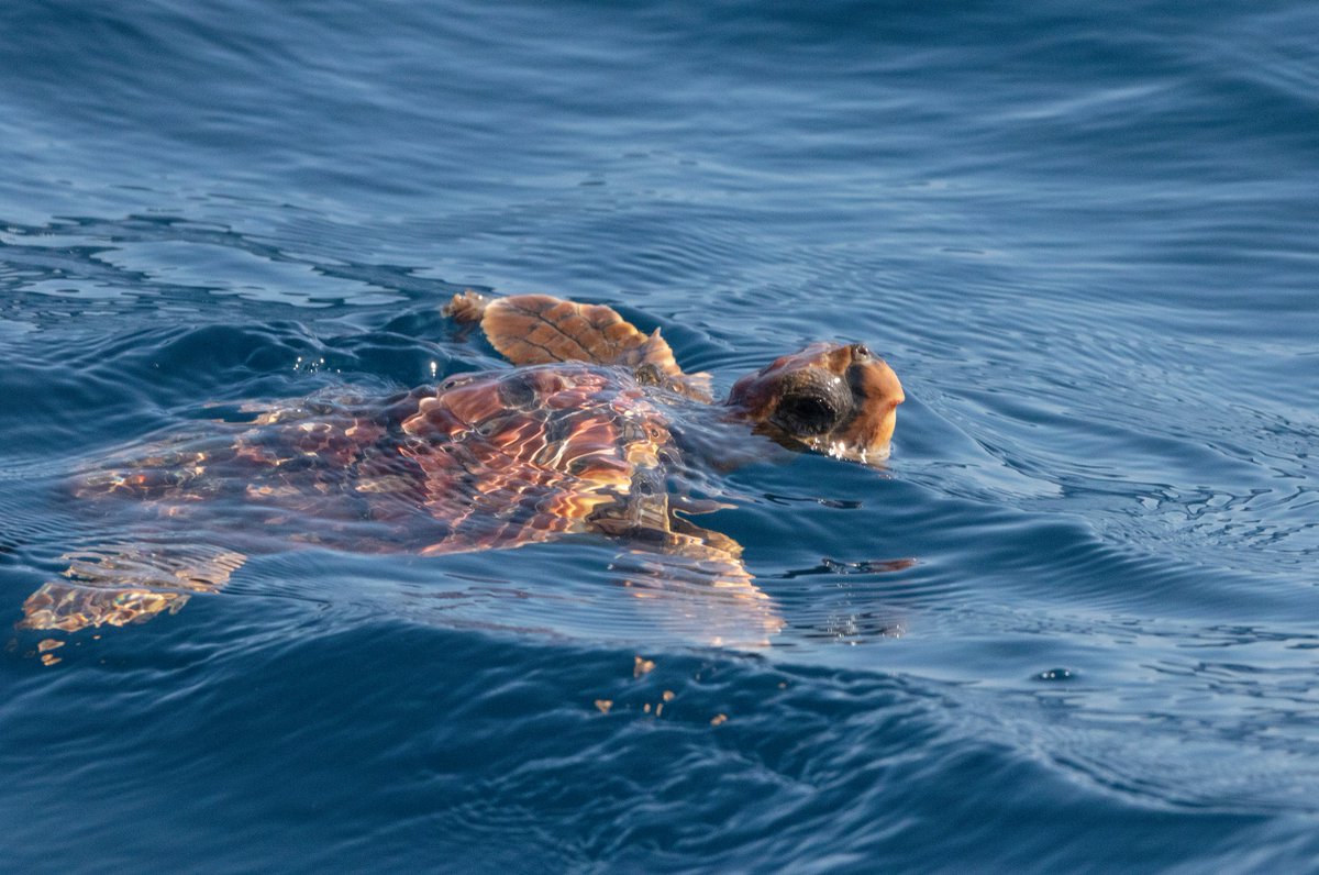 BirdLife_Malta's tweet photo. Another highlight was the sighting of 2 #LoggerheadTurtles allowing for a rare glimpse of these creatures in their natural environment. Birds were represented mainly by a variety of gulls including #YellowLeggedGulls, #LesserBlackBackedGulls, #AudouinsGulls &amp; #MediterraneanGulls. https://t.co/QlpzuldQSa